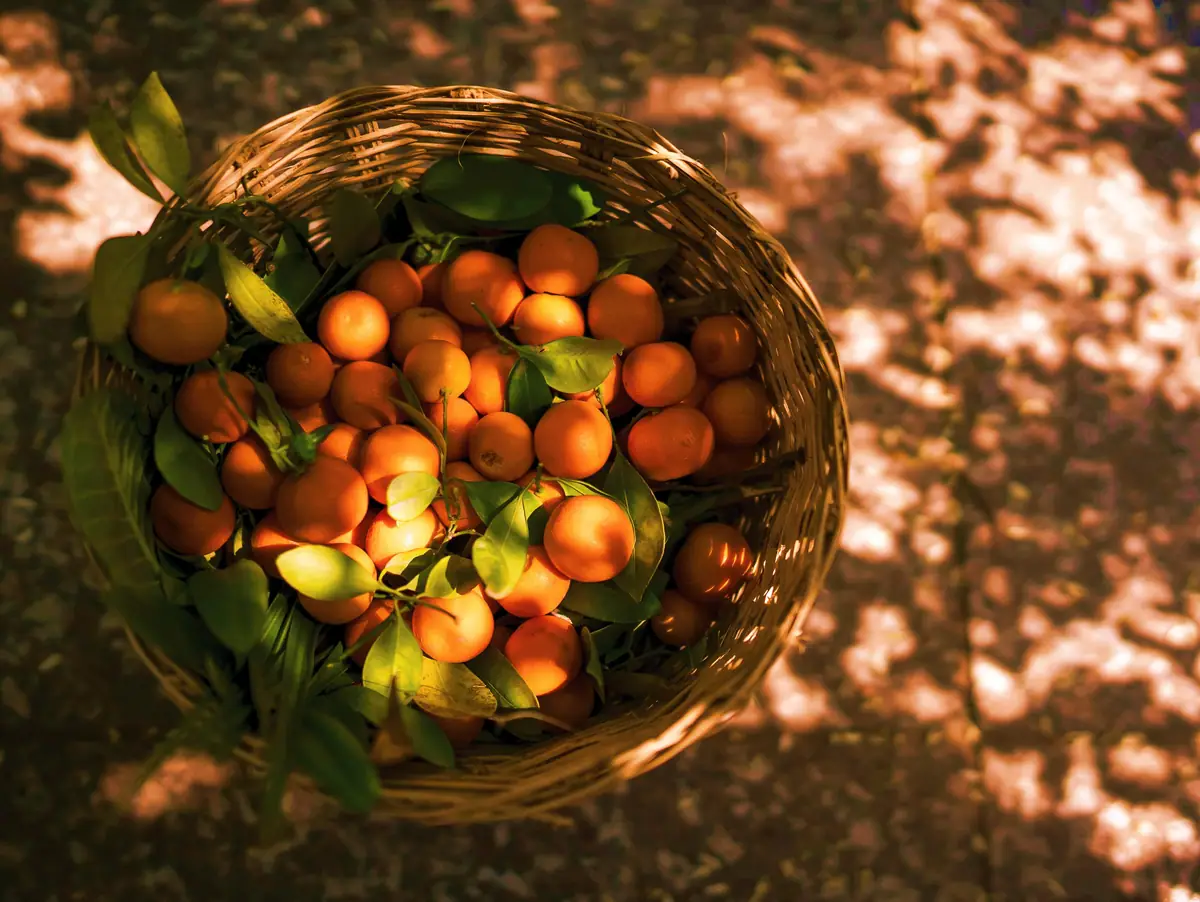 Freshly picked oranges in a basket